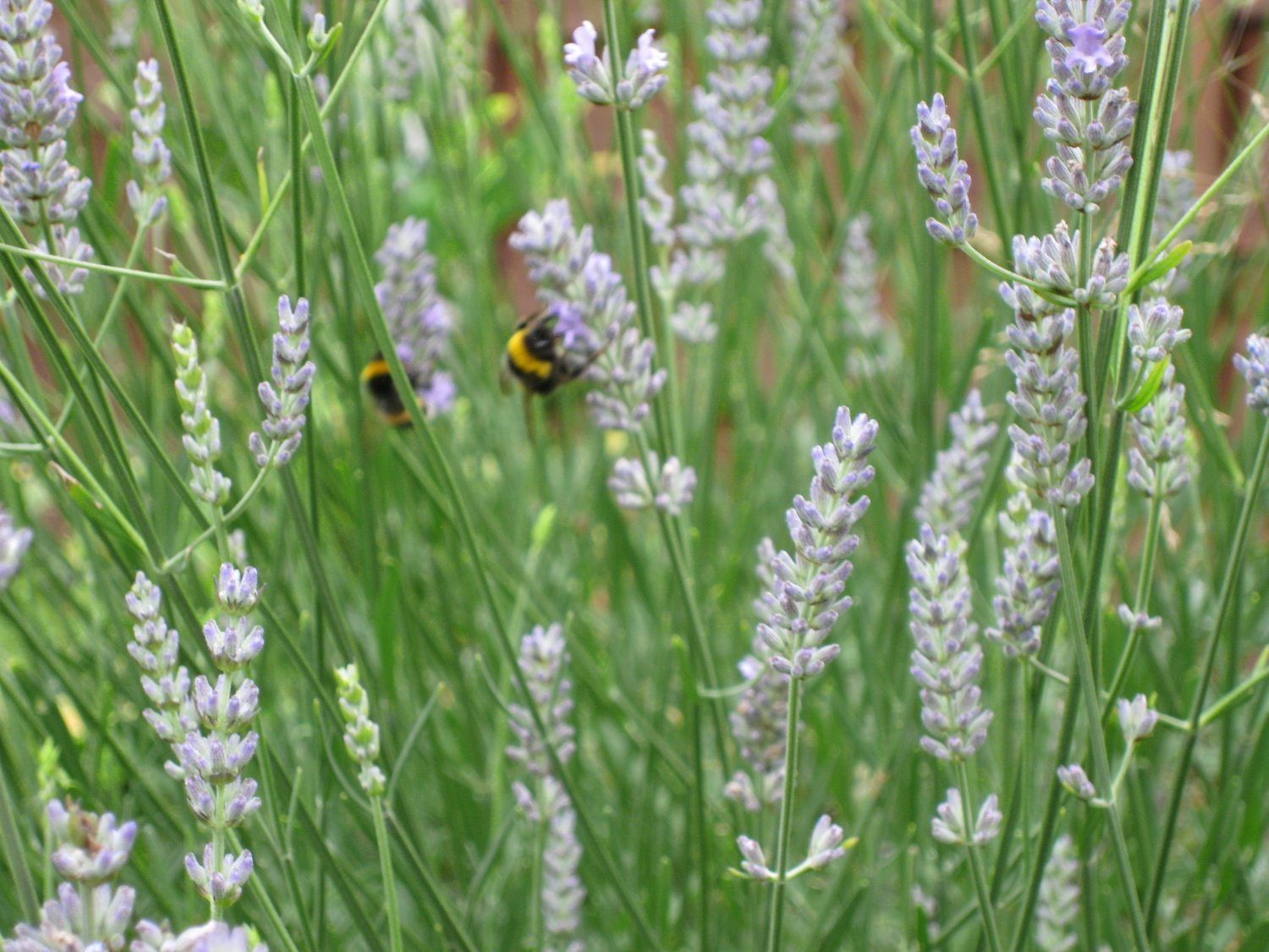 Bumble Bees on Lavender