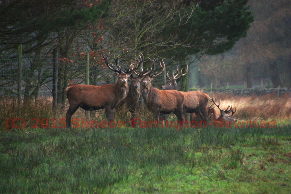 Red Deer in Lyme Park December 2015
