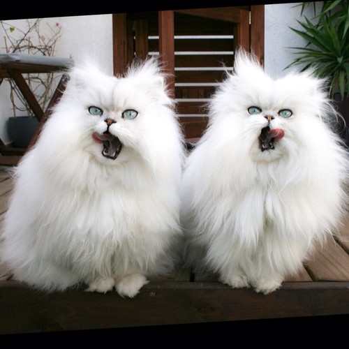 Evil Kitten Twins of Perpetual Fluffiness
